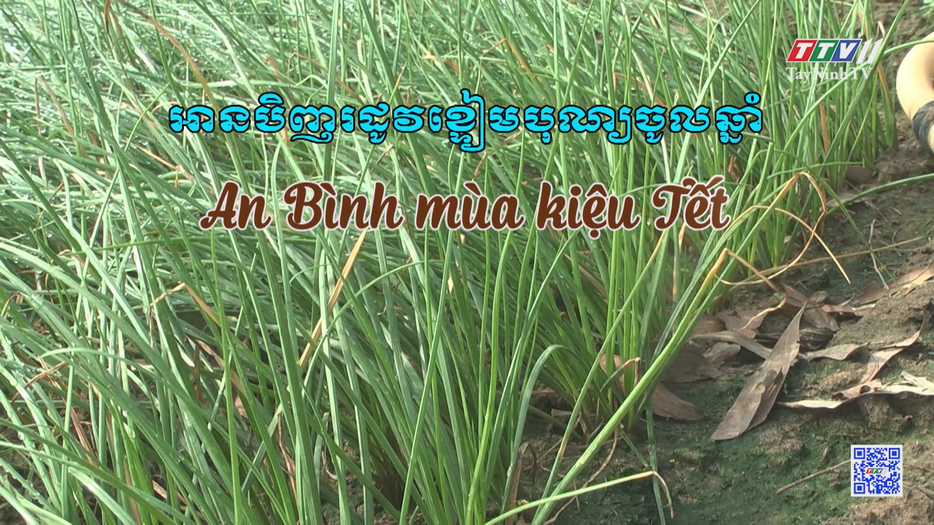 An Bình mùa kiệu Tết | NÔNG NGHIỆP TÂY NINH | TayNinhTV